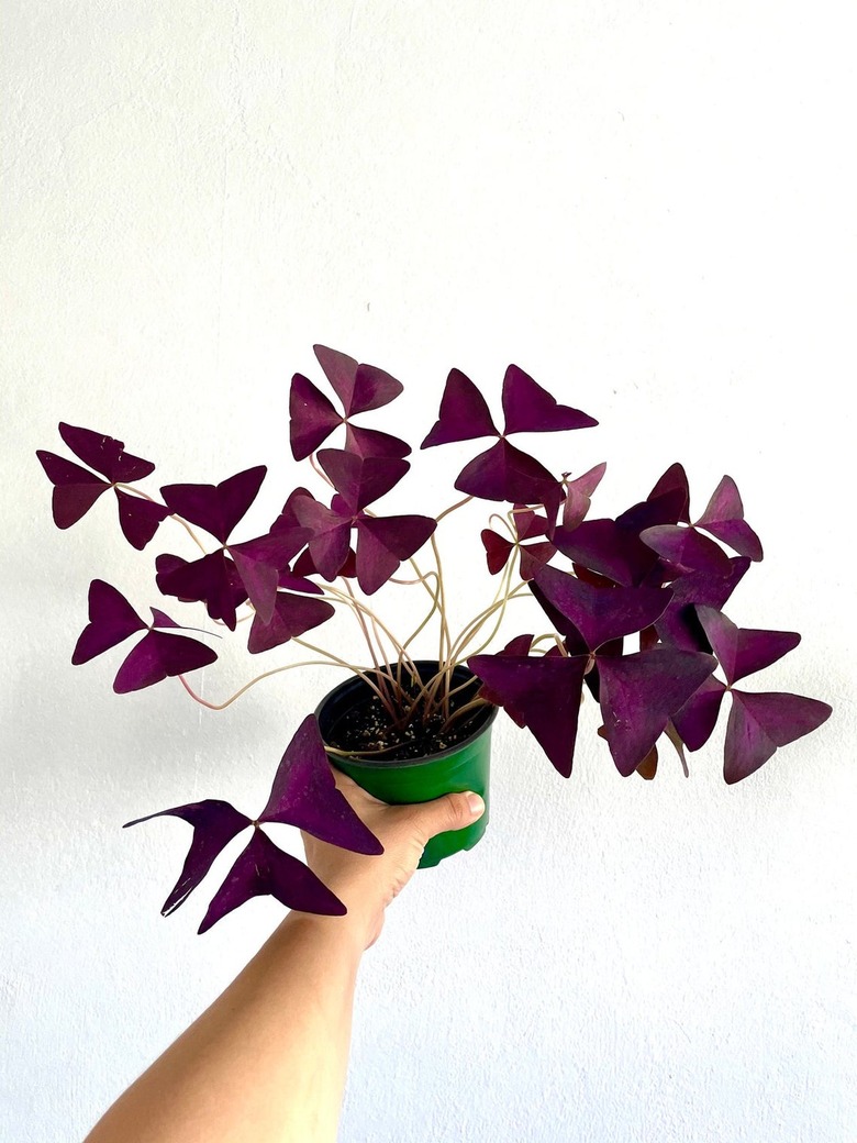 Purple Shamrock plant