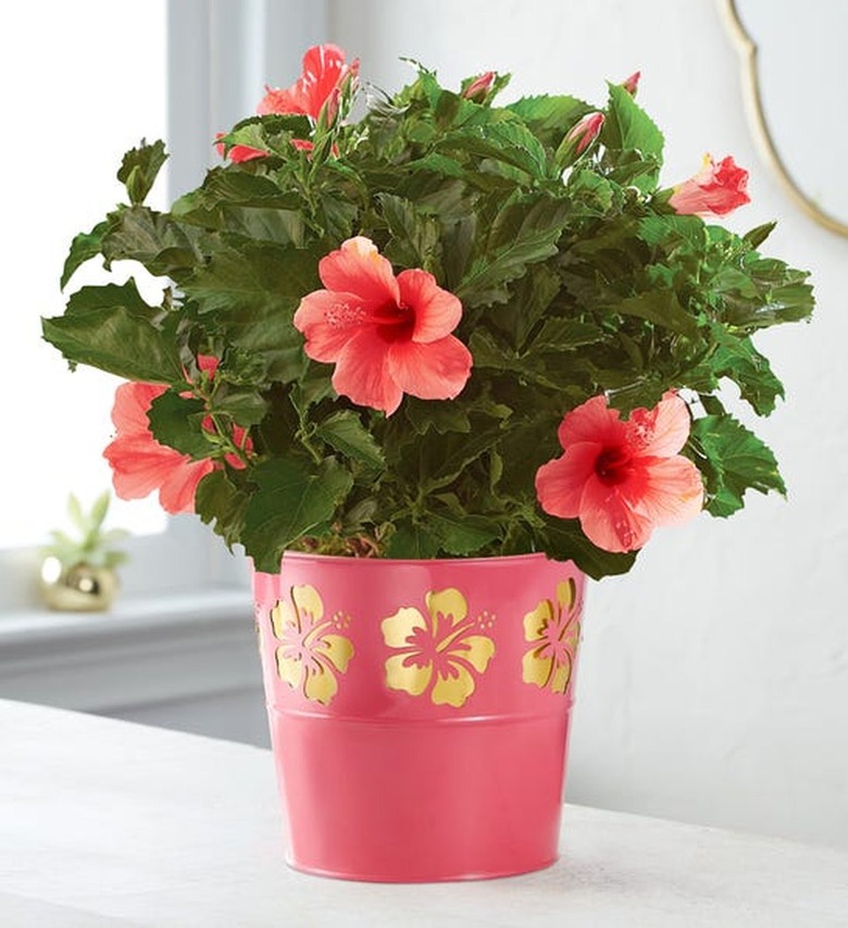 Tropical Pink Hibiscus