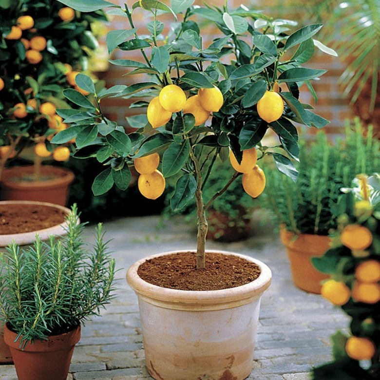 Dwarf Meyer Lemon Tree