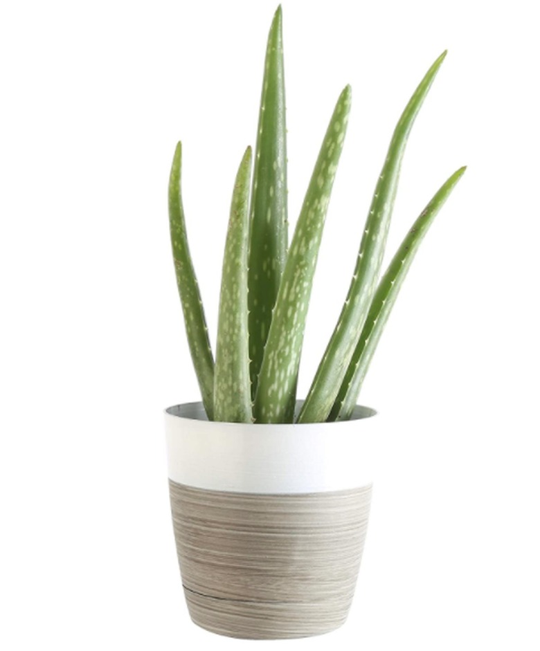 Aloe Vera plant in planter