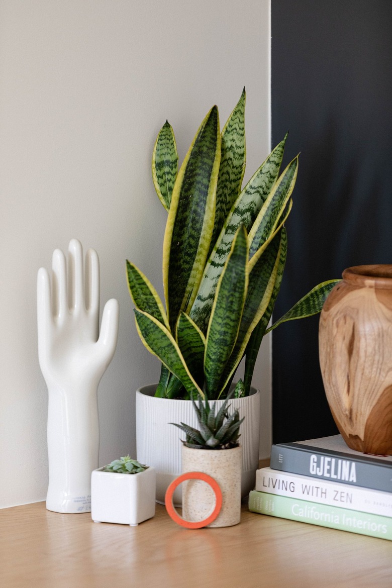 Snake plant on wood table with books