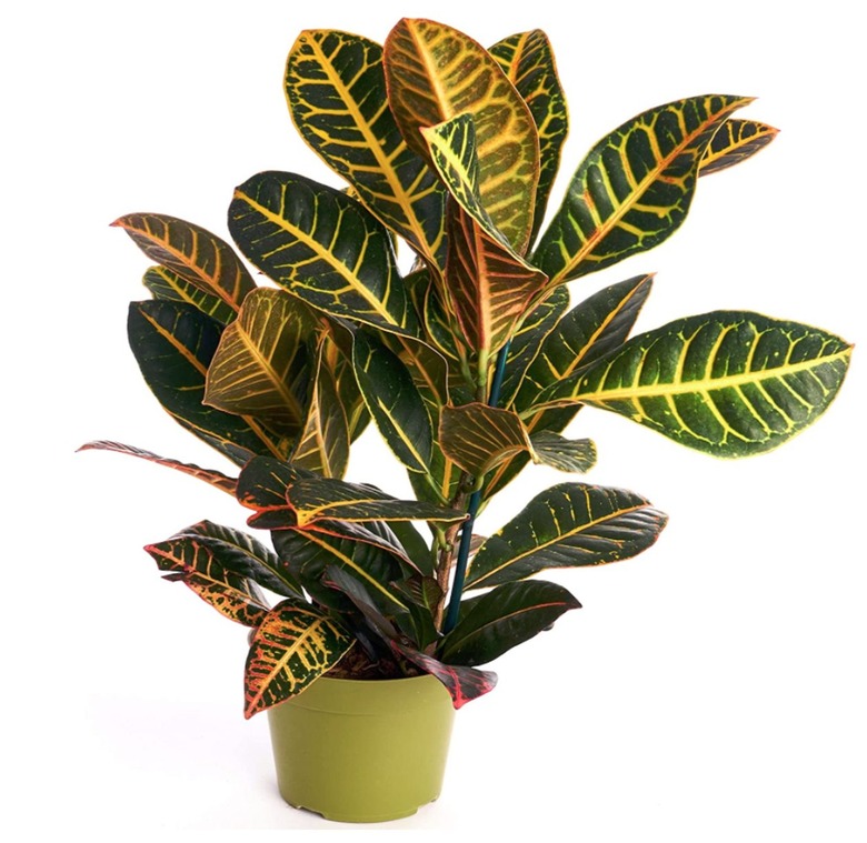 Croton plant