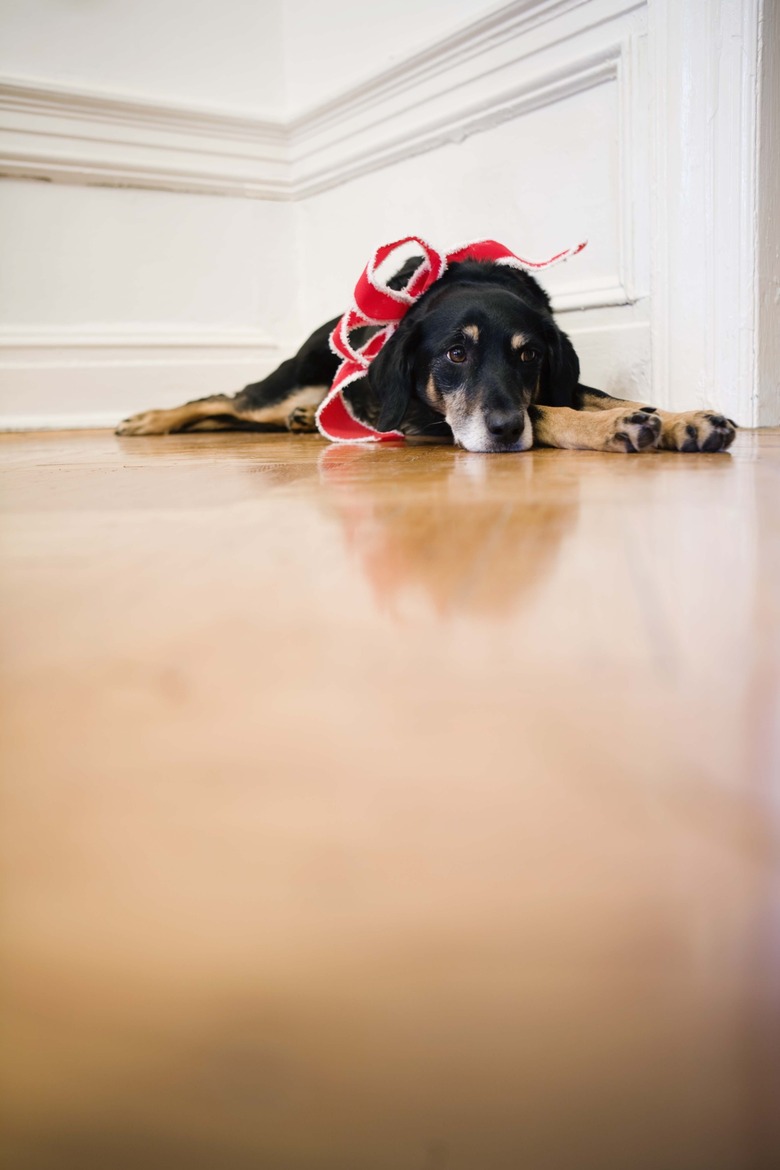 Dog with Christmas ribbons