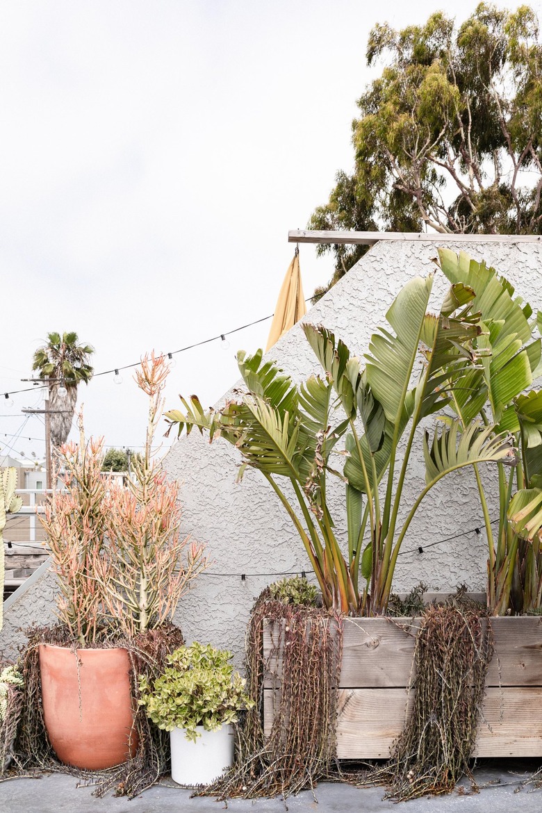 outdoor with planters filled with palms