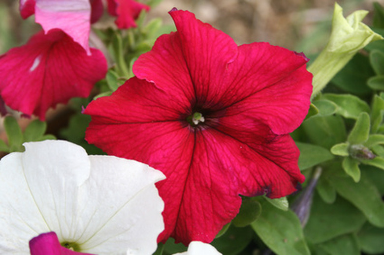 petunias