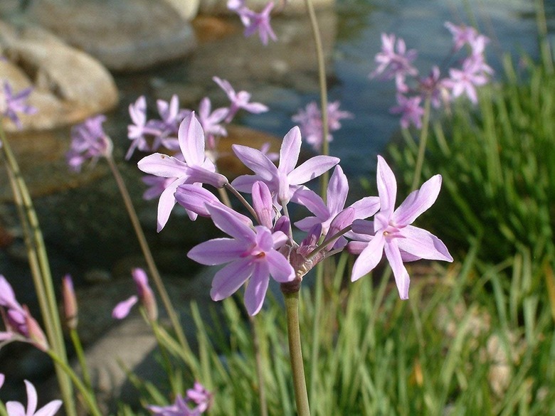 Society Garlic - Tulbaghia violacea Ground Cover Perennial