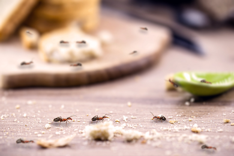 Ants attracted by crumbs on kitchen table or countertop.