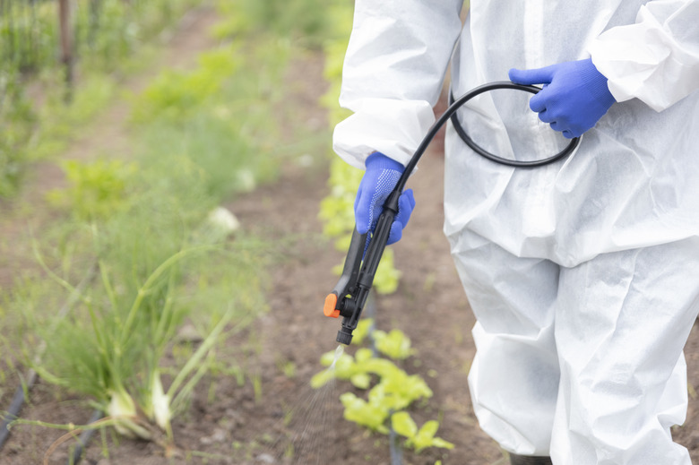 Spraying vegetable garden.