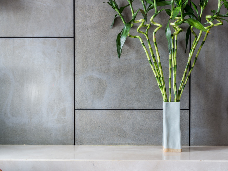 Blank modern room with vase of Lucky bamboo (Belgian evergreen)