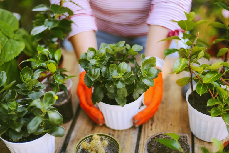 gardening tools