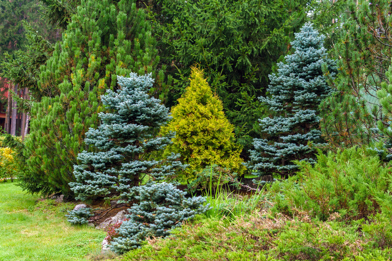 various conifers as an element of landscape design