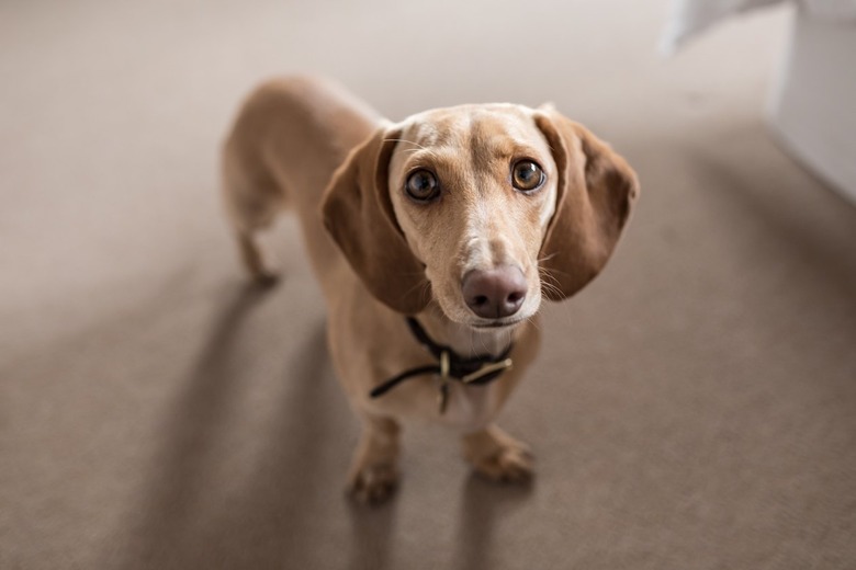 A brown dog on a brown carpet.