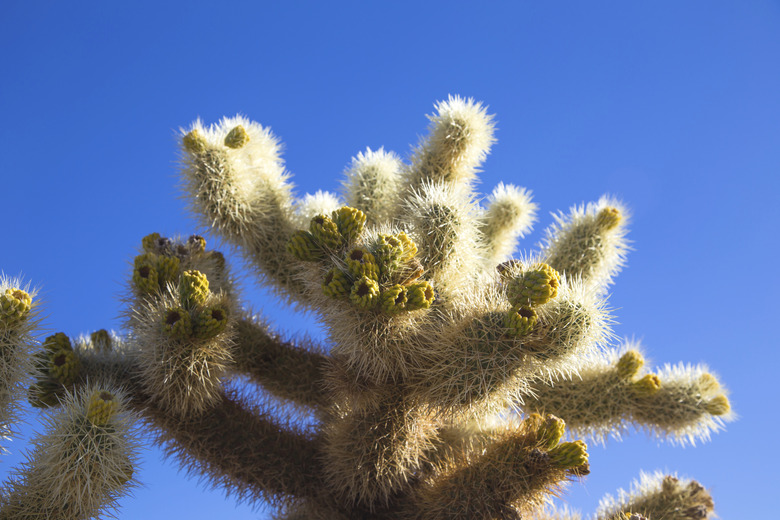 Cholla Cactus Garden Joshua Tree National Park