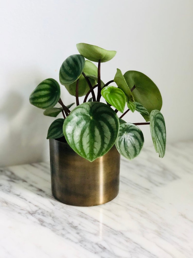 watermelon peperomia in brass pot