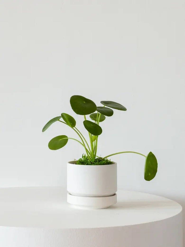 Pilea Peperomioides