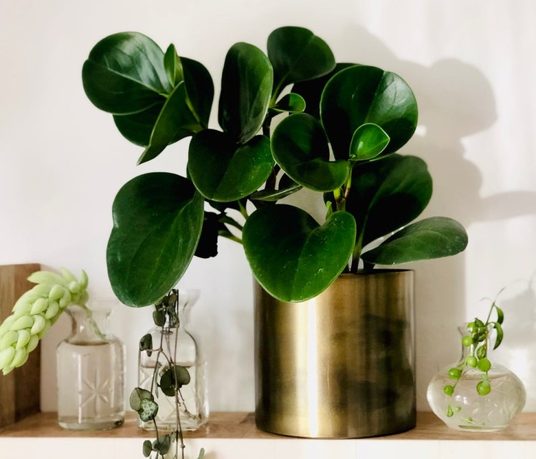 baby rubber plant in brass pot