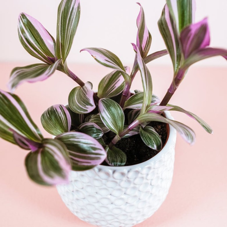 Tradescantia Nanouk in textured white pot