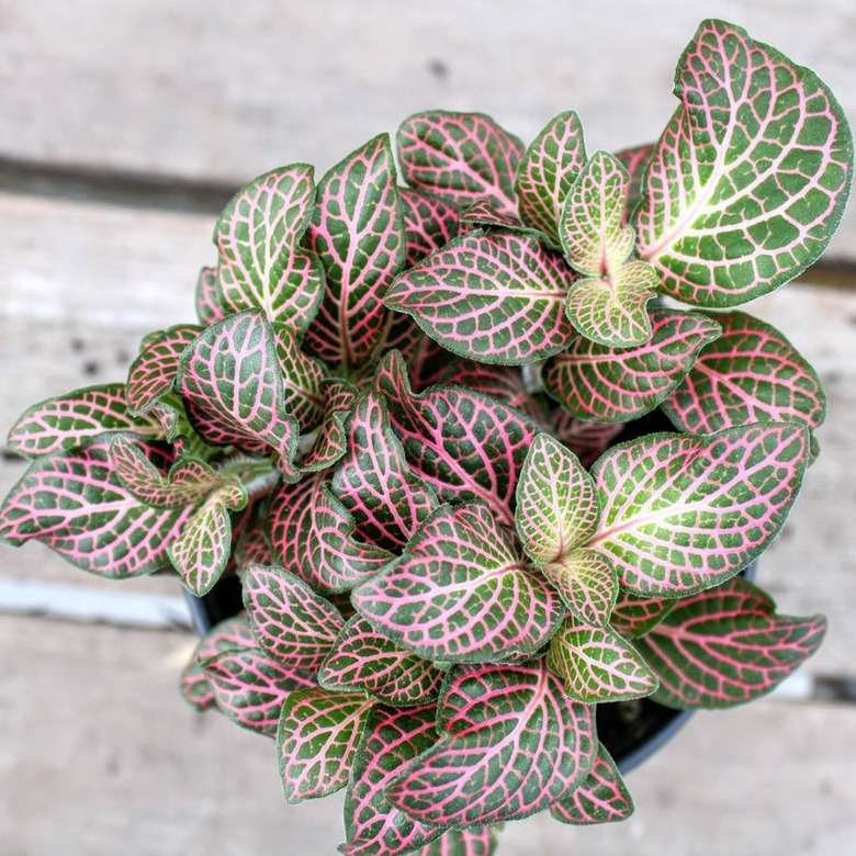 fittonia plant