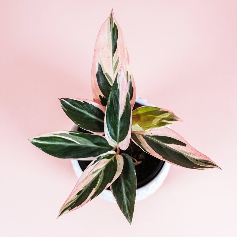 Triostar Stromanthe in white pot and pink background