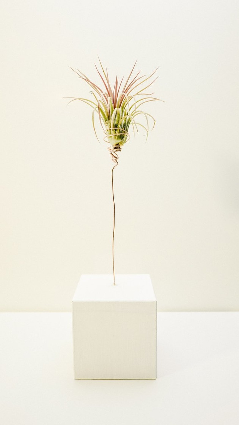 air plant holder