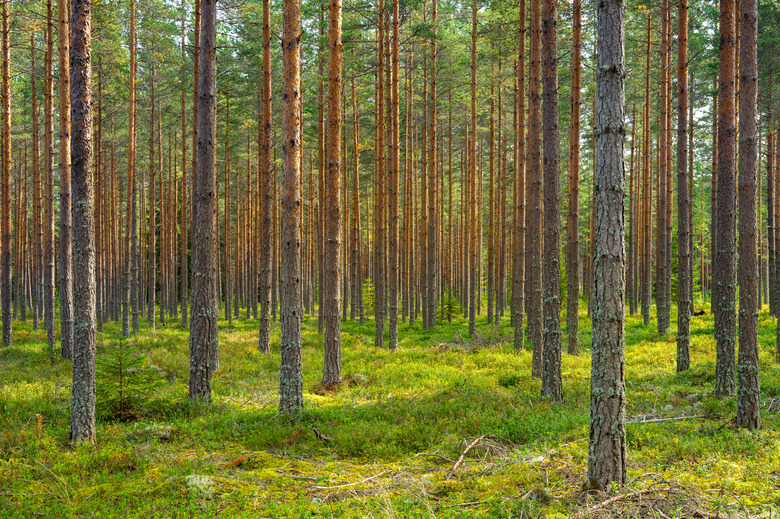 Sun shining in a beautiful pine forest in Sweden