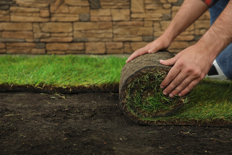 Laying grass sod on ground in backyard, closeup.