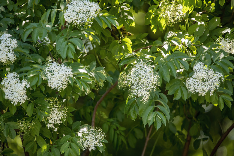 Blackhaw Viburnum