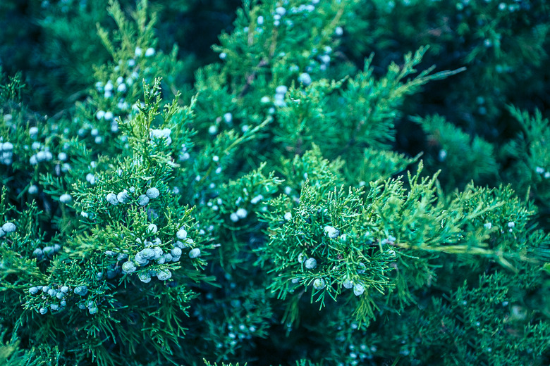 Abstract Juniper Branches with Berries Background. Original Texture of natural Juniperus squamata