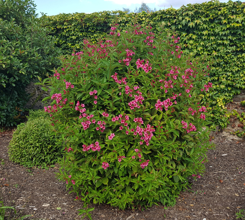 Weigelie, Weigela florida