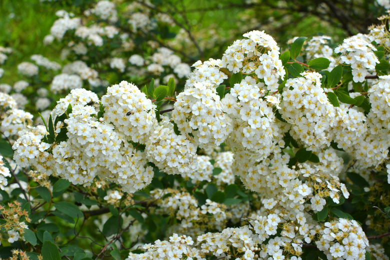 Spiraea blooms in the garden.