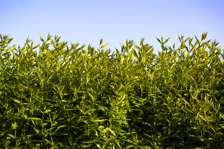 Privet (Ligustrum) bush fence background