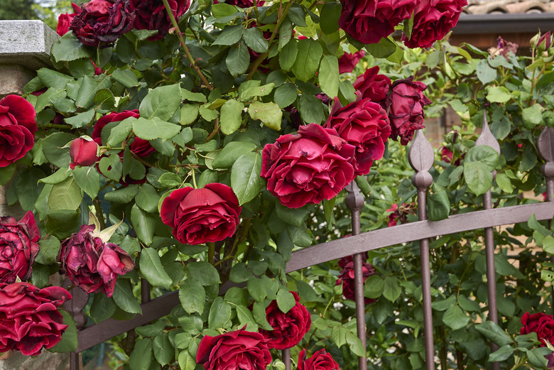 climbing roses