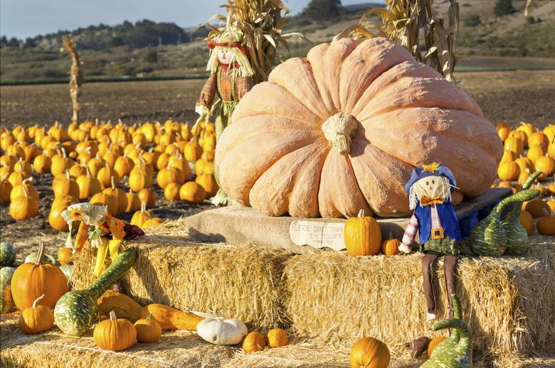 Pumpkin patch in California.