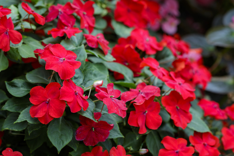 Image of beautiful red Impatiens flowers in the garden.