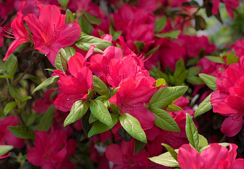 Pink Azalea