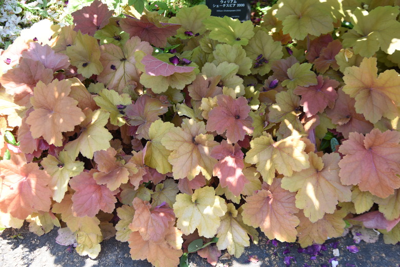 Heuchera sanguinea leaves.