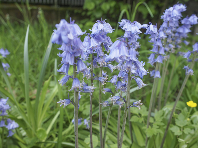 Mertensia virginica flower