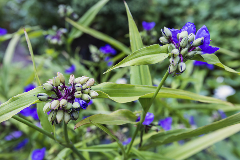 Closeup of a blue budding Spiderwort plant