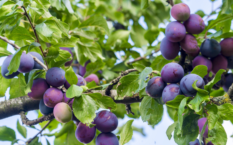 Fresh ripe blue plums on tree in summer garden