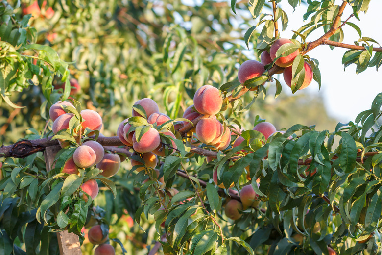 Ripe peaches hanging on the tree in the orchard.