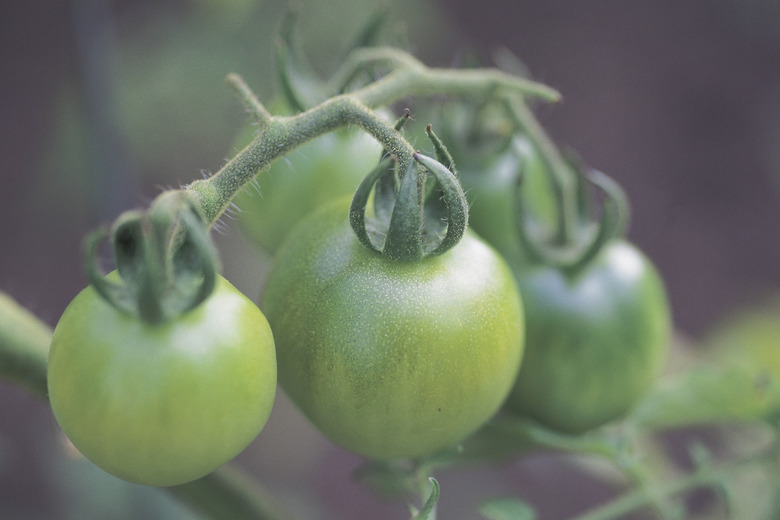 Tomatoes