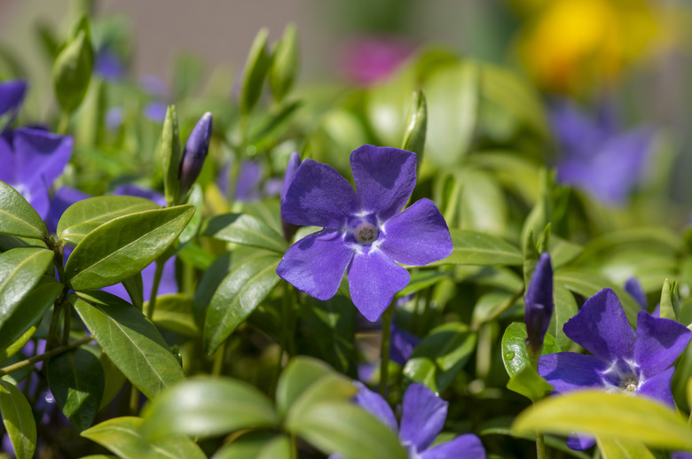 Vinca minor lesser periwinkle ornamental flowers in bloom, common periwinkle flowering plant, creeping flowers