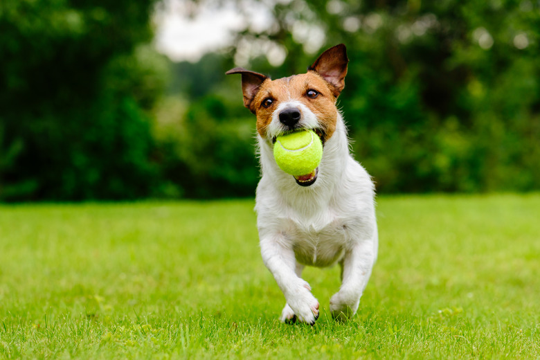 Happy pet dog playing with ball on green grass lawn