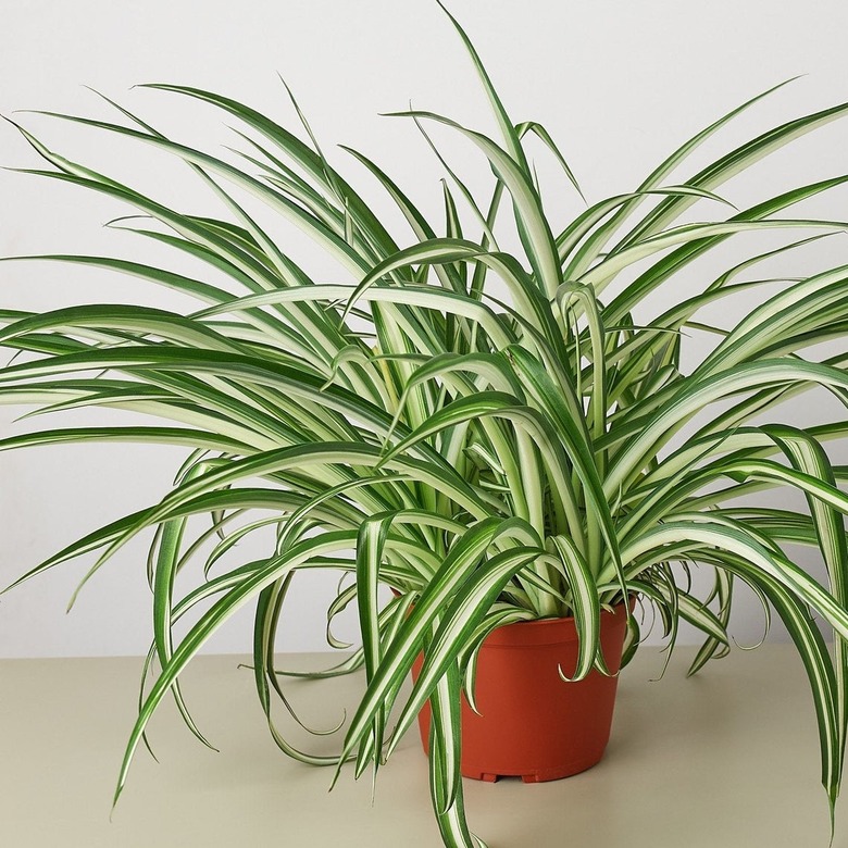 Earthy Children Spider Plant