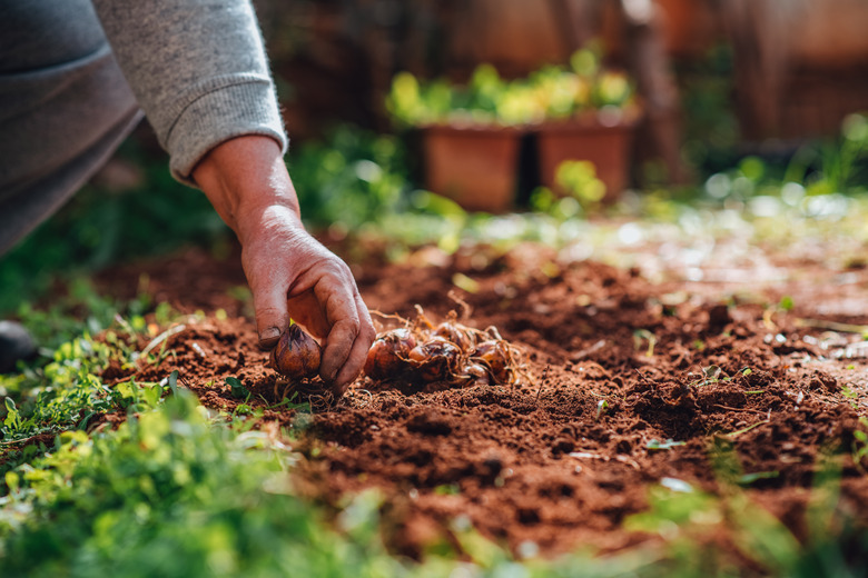 Planting Lily Bulbs in Her Garden