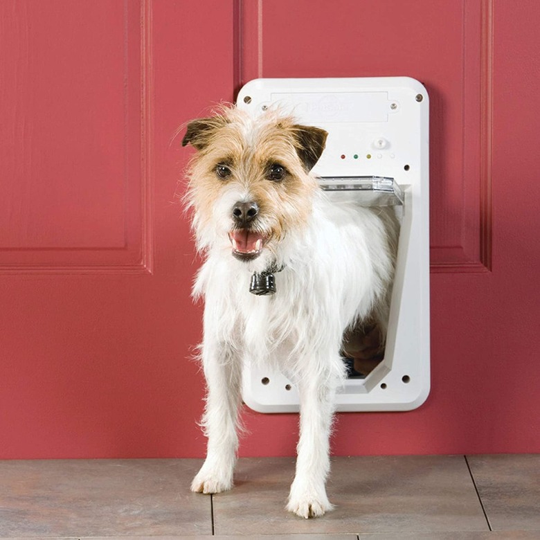 Small dog exiting through red door retroffited with smart door