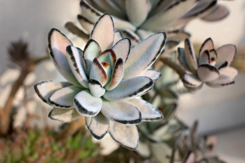 Panda Plant - Kalanchoe tomentosa