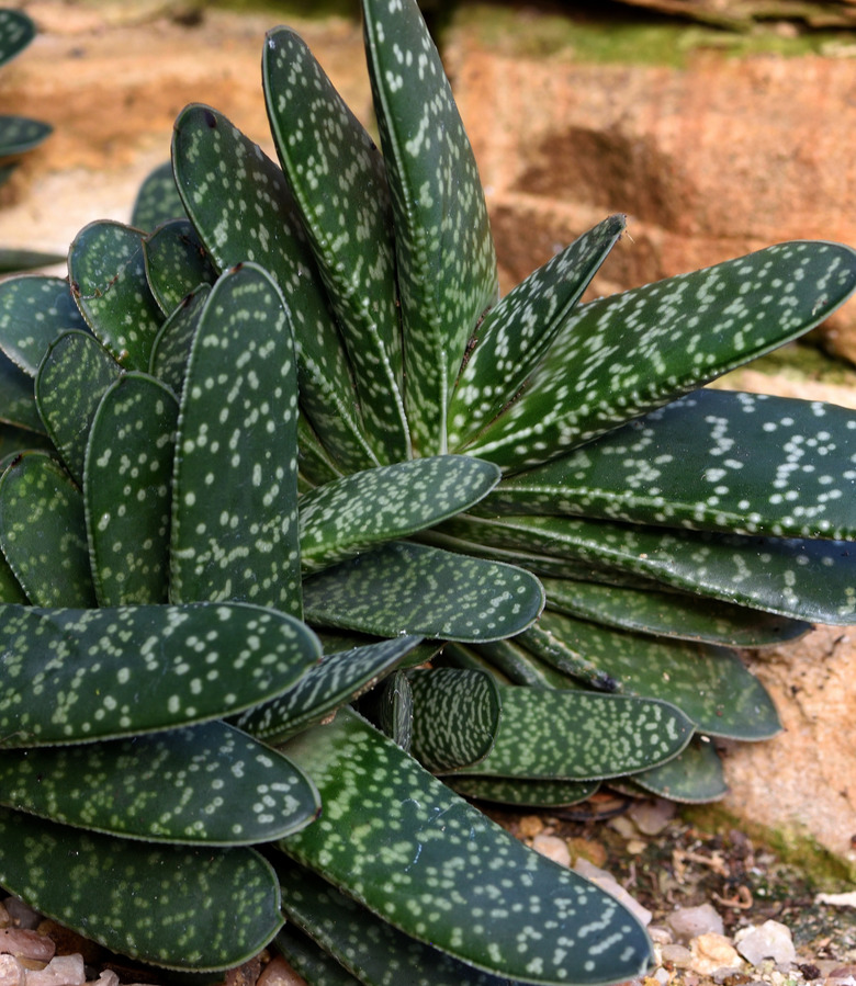 Gasteria bicolor