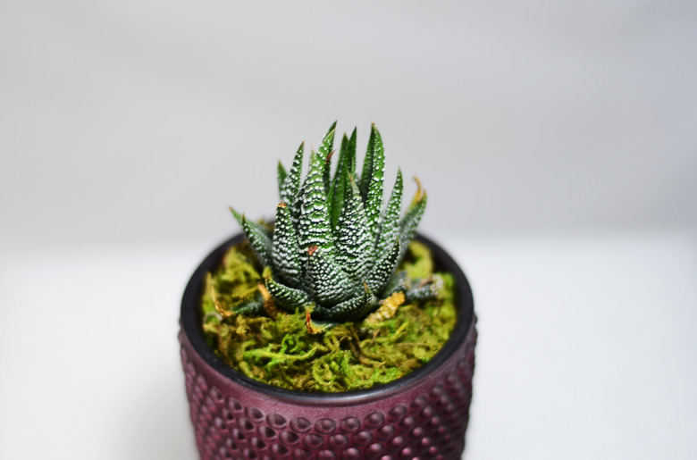 Zebra Plant Haworthia