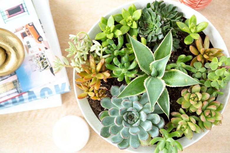 aerial view of several succulents of various sizes growing in a white planter